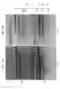 Fig. 17 - High fidelity restriction endonucleases