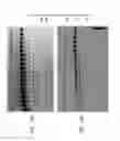 Fig. 26 - High fidelity restriction endonucleases