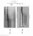 Fig. 27 - High fidelity restriction endonucleases