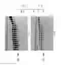 Fig. 29 - High fidelity restriction endonucleases