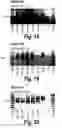 Fig. 09 - Antisense molecules and methods for treating pathologies