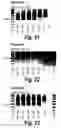 Fig. 10 - Antisense molecules and methods for treating pathologies