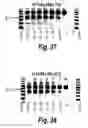 Fig. 16 - Antisense molecules and methods for treating pathologies
