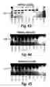 Fig. 19 - Antisense molecules and methods for treating pathologies