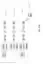 Fig. 28 - Therapeutic oligonucleotides