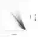 Fig. 30 - Therapeutic oligonucleotides