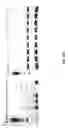 Fig. 50 - Therapeutic oligonucleotides
