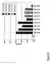 Fig. 07 - COMPOSITIONS AND METHODS FOR OLIGONUCLEOTIDE FORMULATIONS