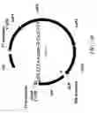 Fig. 08 - Compositions and methods for enhancing gene expression