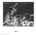 Fig. 03 - Transgenic soybean plants and chromosomes