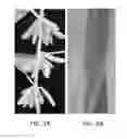 Fig. 04 - Transgenic soybean plants and chromosomes