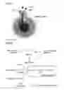 Fig. 02 - Production method for polyisoprenoid, vector, transgenic plant, production method for pneumatic tire, and production method for rubber product