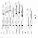 Fig. 03 - Method for high-efficiency production of pinoresinol using an HOauto-scavenging cascade