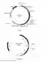 Fig. 02 - Dibasic organic acid producing strain and preparation and application of same