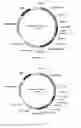 Fig. 04 - Dibasic organic acid producing strain and preparation and application of same