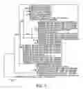 Fig. 06 - Reaction mixtures for diagnosing bacterial vaginosis
