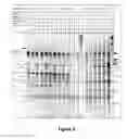 Fig. 03 - Copy number preserving RNA analysis method