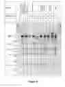 Fig. 04 - Copy number preserving RNA analysis method