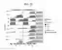 Fig. 04 - ALKB -FACILITATED RNA METHYLATION SEQUENCING (ARM-SEQ)