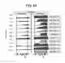 Fig. 14 - ALKB -FACILITATED RNA METHYLATION SEQUENCING (ARM-SEQ)