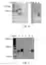Fig. 08 - Long Adapter Single Stranded Oligonucleotide (LASSO) Probes to Capture and Clone Complex Libraries