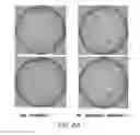 Fig. 09 - Long Adapter Single Stranded Oligonucleotide (LASSO) Probes to Capture and Clone Complex Libraries