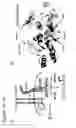 Fig. 02 - Therapeutic and diagnostic methods for IL-33-mediated disorders