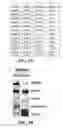 Fig. 07 - Allogeneic autophagosome-enriched composition for the treatment of disease