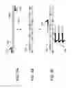 Fig. 04 - Variant libraries of the immunological synapse and synthesis thereof