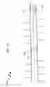Fig. 35 - Wellbore plug isolation system and method
