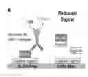 Fig. 01 - METHODS FOR ANALYZING THE INTERACTION BETWEEN A TARGET PROTEIN AND A LIGAND