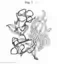 Fig. 02 - Antibodies binding to trimeric TNF alpha epitopes