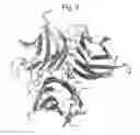 Fig. 12 - TNF receptor signaling modulator assay