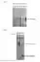 Fig. 02 - DIAGNOSTIC TARGET