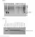 Fig. 04 - DIAGNOSTIC TARGET