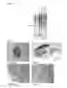 Fig. 05 - DIAGNOSTIC TARGET