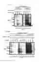 Fig. 02 - DETECTION OF INFECTIOUS PRION PROTEIN BY SEEDED CONVERSION OF RECOMBINANT PRION PROTEIN