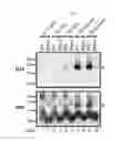 Fig. 09 - DETECTION OF INFECTIOUS PRION PROTEIN BY SEEDED CONVERSION OF RECOMBINANT PRION PROTEIN