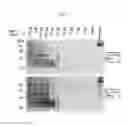 Fig. 13 - DETECTION OF INFECTIOUS PRION PROTEIN BY SEEDED CONVERSION OF RECOMBINANT PRION PROTEIN