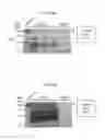Fig. 15 - DETECTION OF INFECTIOUS PRION PROTEIN BY SEEDED CONVERSION OF RECOMBINANT PRION PROTEIN