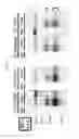 Fig. 20 - DETECTION OF INFECTIOUS PRION PROTEIN BY SEEDED CONVERSION OF RECOMBINANT PRION PROTEIN