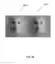 Fig. 29 - Systems and methods for animating models from audio data