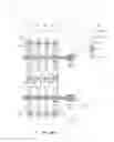 Fig. 23 - One-time programmable devices having a semiconductor fin structure with a divided active region