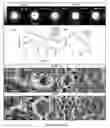 Fig. 12 - Stretchable composite conductors for flexible electronics, stretchable plasmonic devices, optical filters, and implantable devices and methods for manufacture thereof
