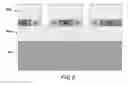 Fig. 11 - Selective oxidation of transition metal nitride layers within compound semiconductor device structures
