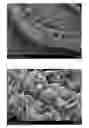 Fig. 01 - Lithium-sulfur secondary battery containing gradient electrolyte