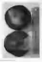 Fig. 02 - Nectarine tree named ‘Burnectthirtytwo’