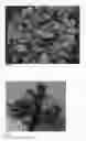 Fig. 02 - Hosta plant named 'Sun Mouse'