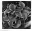 Fig. 01 - Hosta plant named `School Mouse'