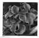 Fig. 02 - Hosta plant named `School Mouse'